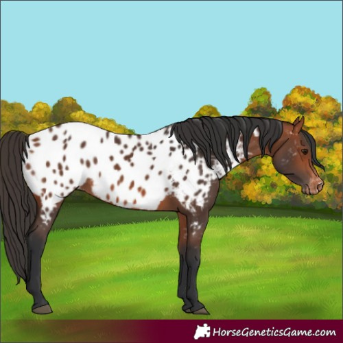 Horse Color:Bay Near Leopard 