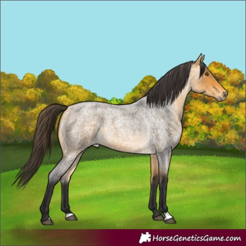 Horse Color:Buckskin Roan 