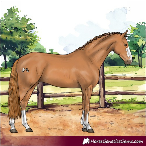 Horse Color:Chestnut 