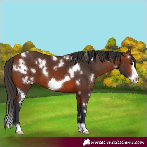 Horse Color:White Spotted Bay Frame 