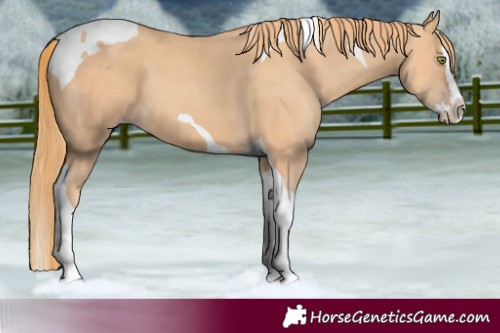 Horse Color:Gold Champagne Splash Tobiano