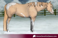 Horse Color:Gold Champagne Splash Tobiano