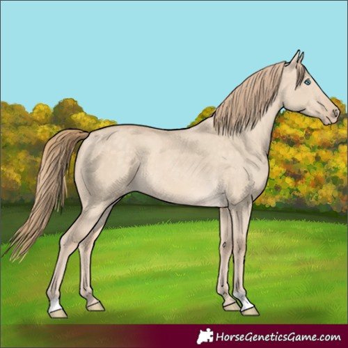 Horse Color:Perlino Dun