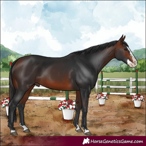 Horse Color:Bay Splash