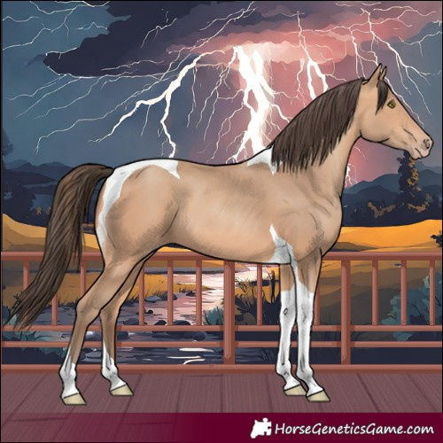 Horse Color:Amber Champagne Tobiano