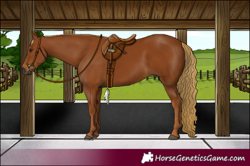 Horse Color:Gray Chestnut 