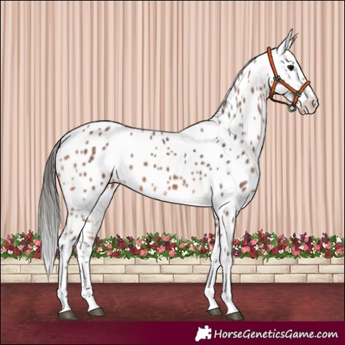 Horse Color:Bay Sabino Tobiano Appaloosa 