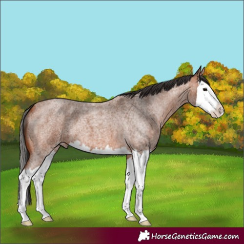 Horse Color:Bay Roan Splash
