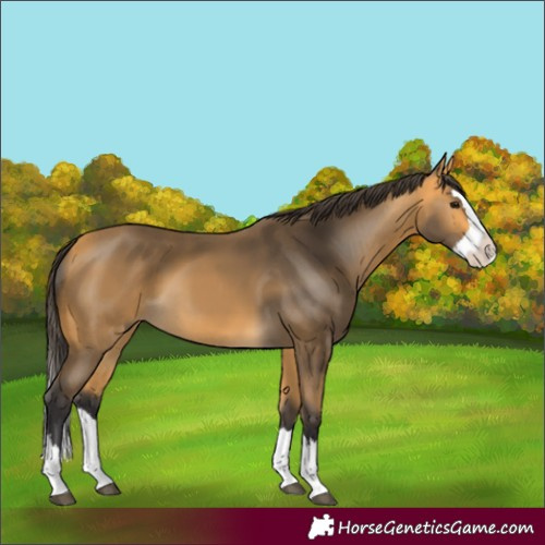 Horse Color:Buckskin Splash