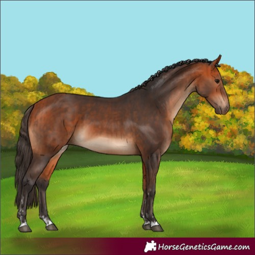 Horse Color:Bay  and Bay 