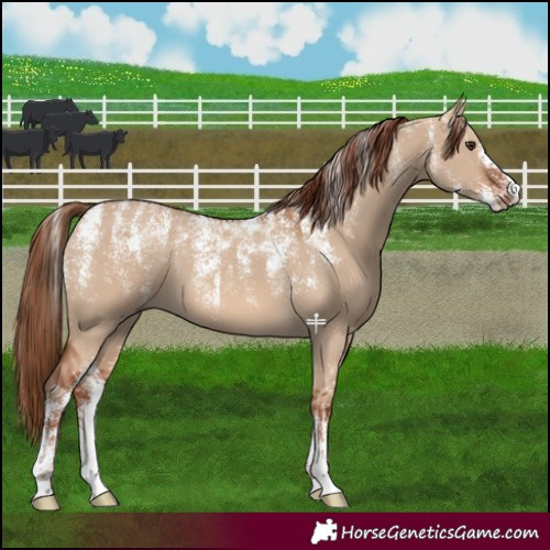 Horse Color:Powder White Red Dun