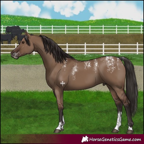 Horse Color:Powder White Liver Red Dun 