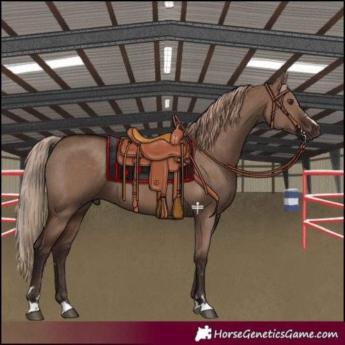 Horse Color:Liver Red Dun 