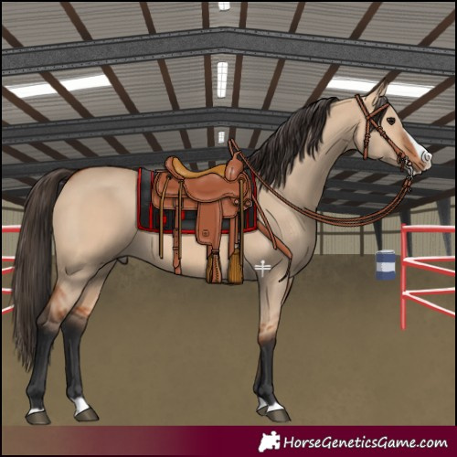 Horse Color:Bay Dun Splash