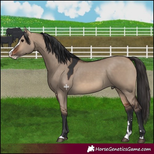 Horse Color:Bay Dun Splash