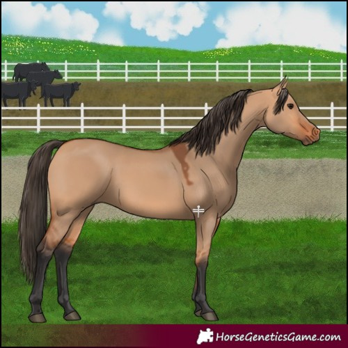 Horse Color:Bay Dun 