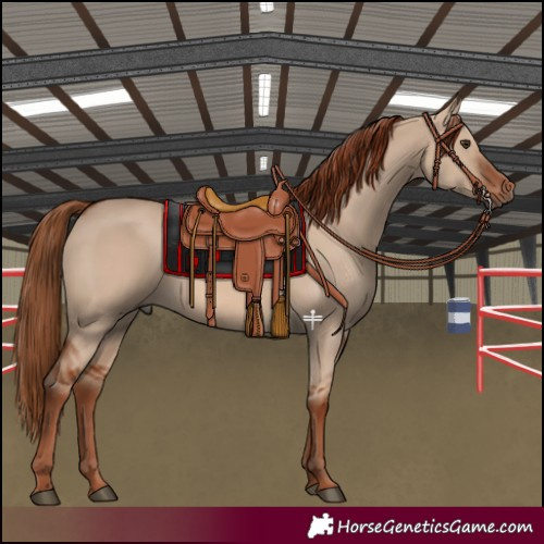Horse Color:Red Dun 