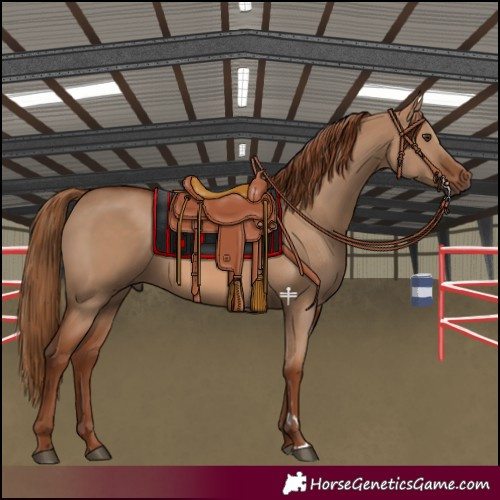 Horse Color:Red Dun