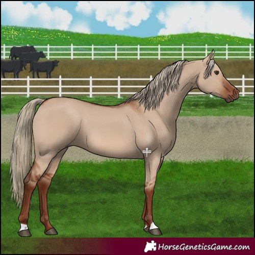 Horse Color:Red Dun