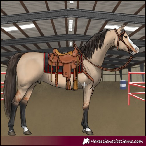 Horse Color:Bay Dun Splash