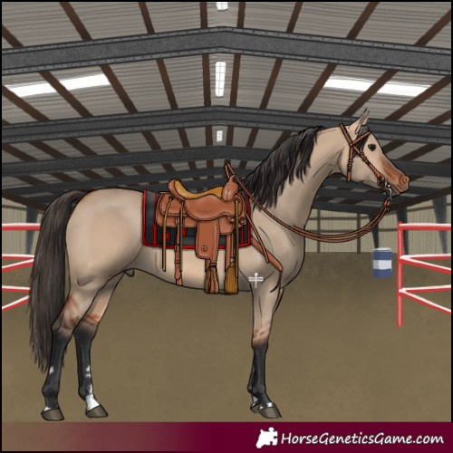 Horse Color:Bay Dun 