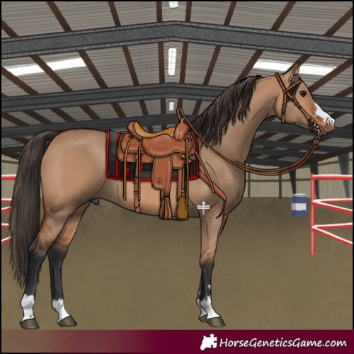 Horse Color:Bay Dun
