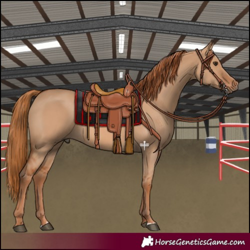 Horse Color:Red Dun 