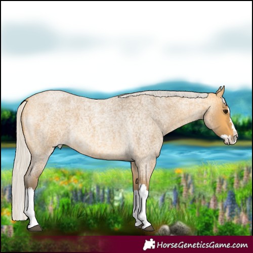 Horse Color:Silver Buckskin Roan Splash Rabicano