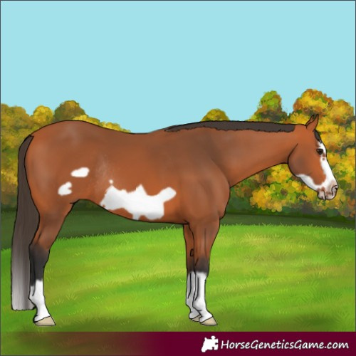 Horse Color:Bay Splash Frame Rabicano 