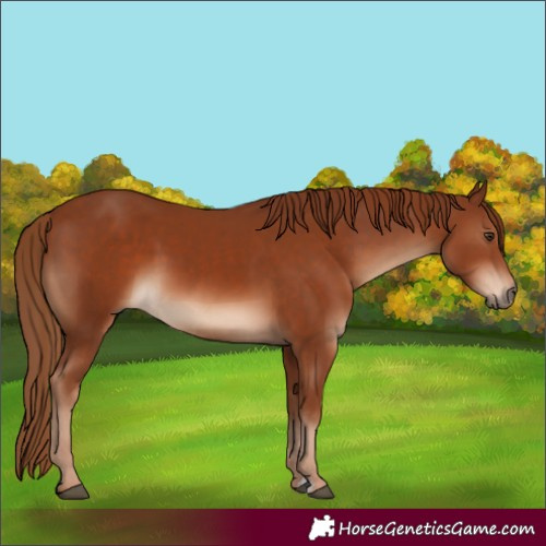 Horse Color:Chestnut  and Chestnut Rabicano 