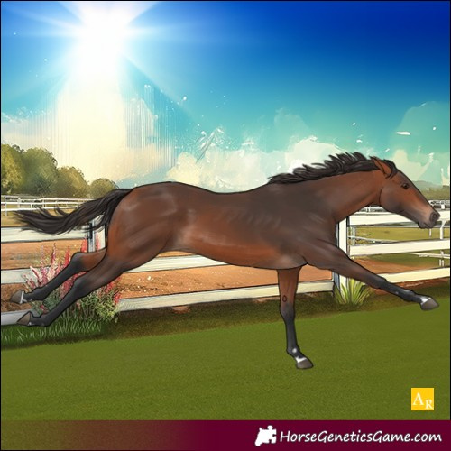 Horse Color:Unknown 