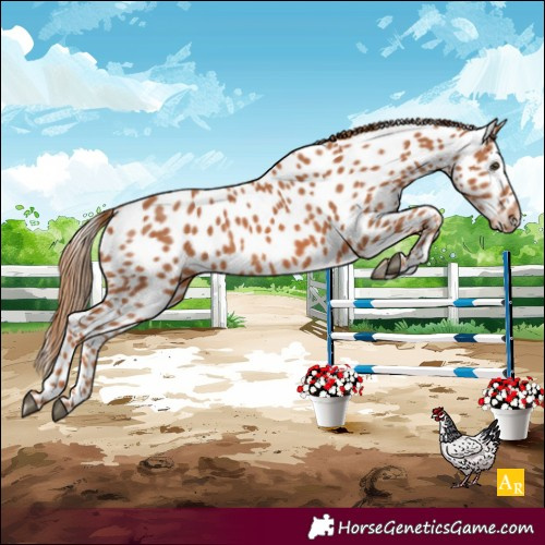 Horse Color:Chestnut Leopard