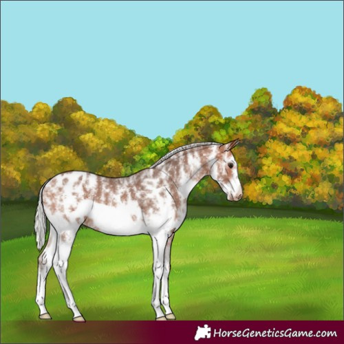Horse Color:Silver Bay Sabino Frame Appaloosa Rabicano 