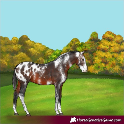 Horse Color:Brown Sabino Blanket