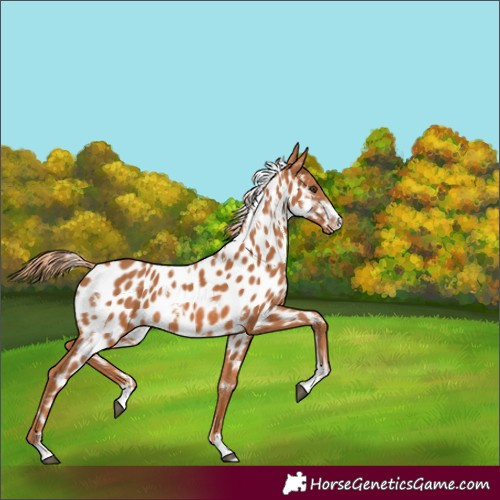 Horse Color:White Spotted Chestnut Near Leopard 