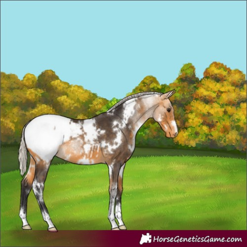 Horse Color:White Spotted Silver Buckskin Snowcap 