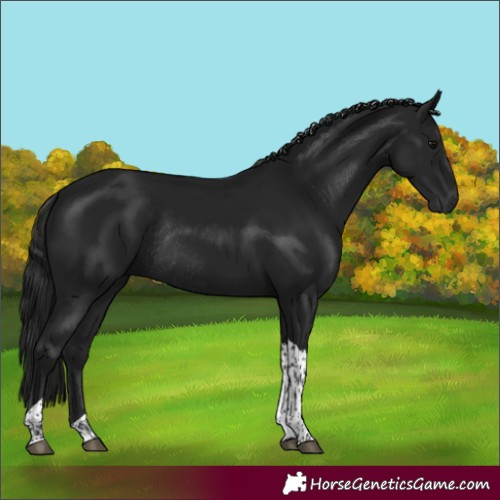 Horse Color:Gray Black Tobiano Rabicano