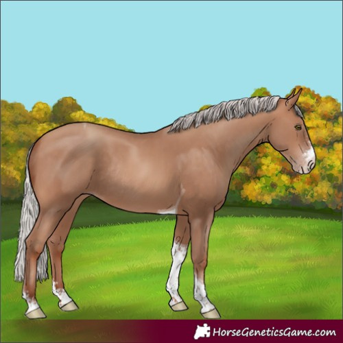 Horse Color:Silver Sable Champagne Sabino Tobiano Rabicano 
