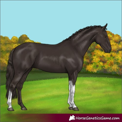 Horse Color:Liver Chestnut Tobiano Rabicano