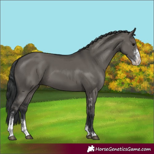Horse Color:Grullo Sabino
