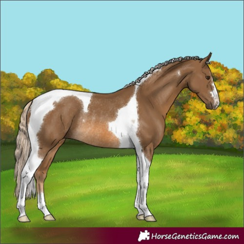 Horse Color:Chocolate Palomino Tobiano Rabicano