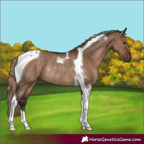 Horse Color:Liver Red Dun Tobiano Rabicano