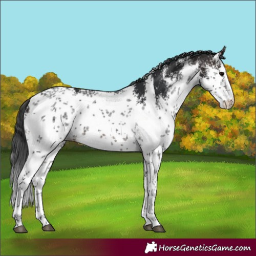 Horse Color:White Spotted Brown Sabino Rabicano
