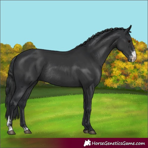 Horse Color:Black Sabino Rabicano