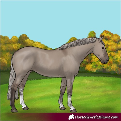 Horse Color:Silver Grullo Sabino Rabicano 