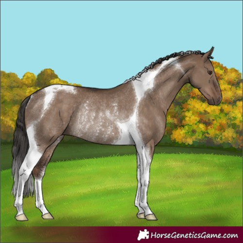 Horse Color:Liver Red Dun Tobiano Rabicano 