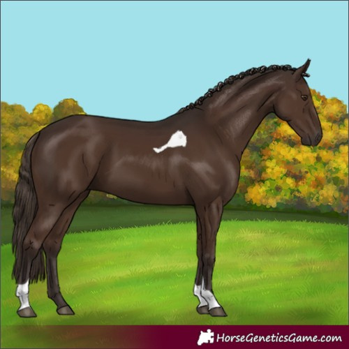 Horse Color:Liver Chestnut Tobiano