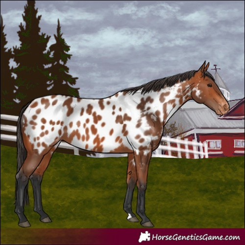 Horse Color:Bay Near Leopard