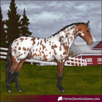 Horse Color:Bay Near Leopard