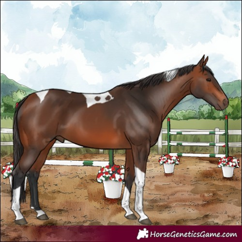 Horse Color:Bay Tobiano